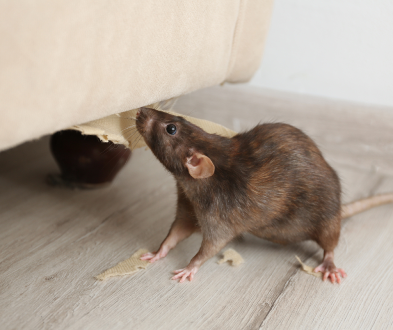 Cheap Rat Removal Solutions Lamberth