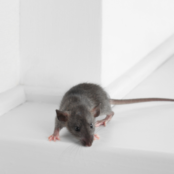 Mice Infestation Prevention in Lamberth