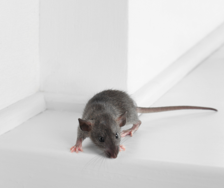Mice Infestation Prevention in Lamberth