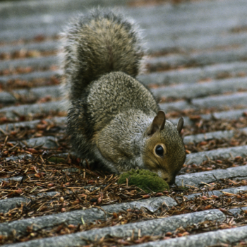 Lambeth Pest Control For Squirrels