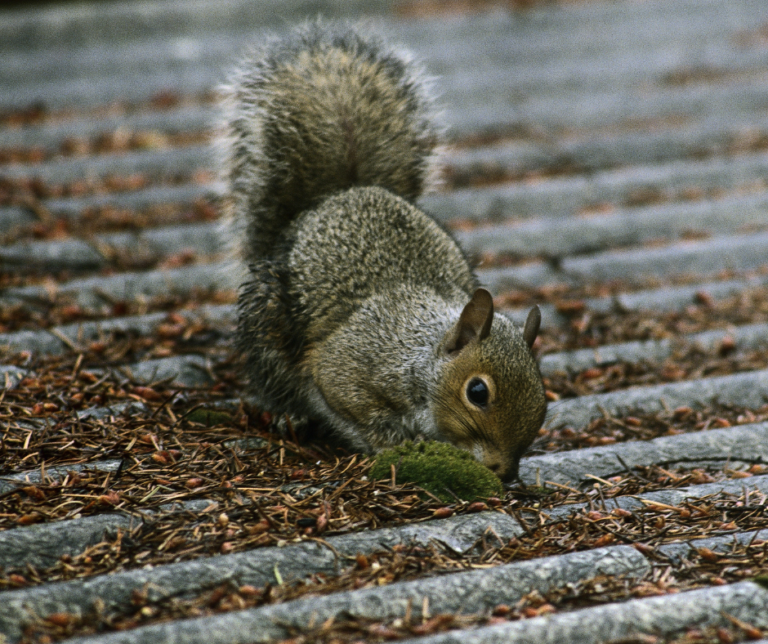 Lambeth Pest Control For Squirrels